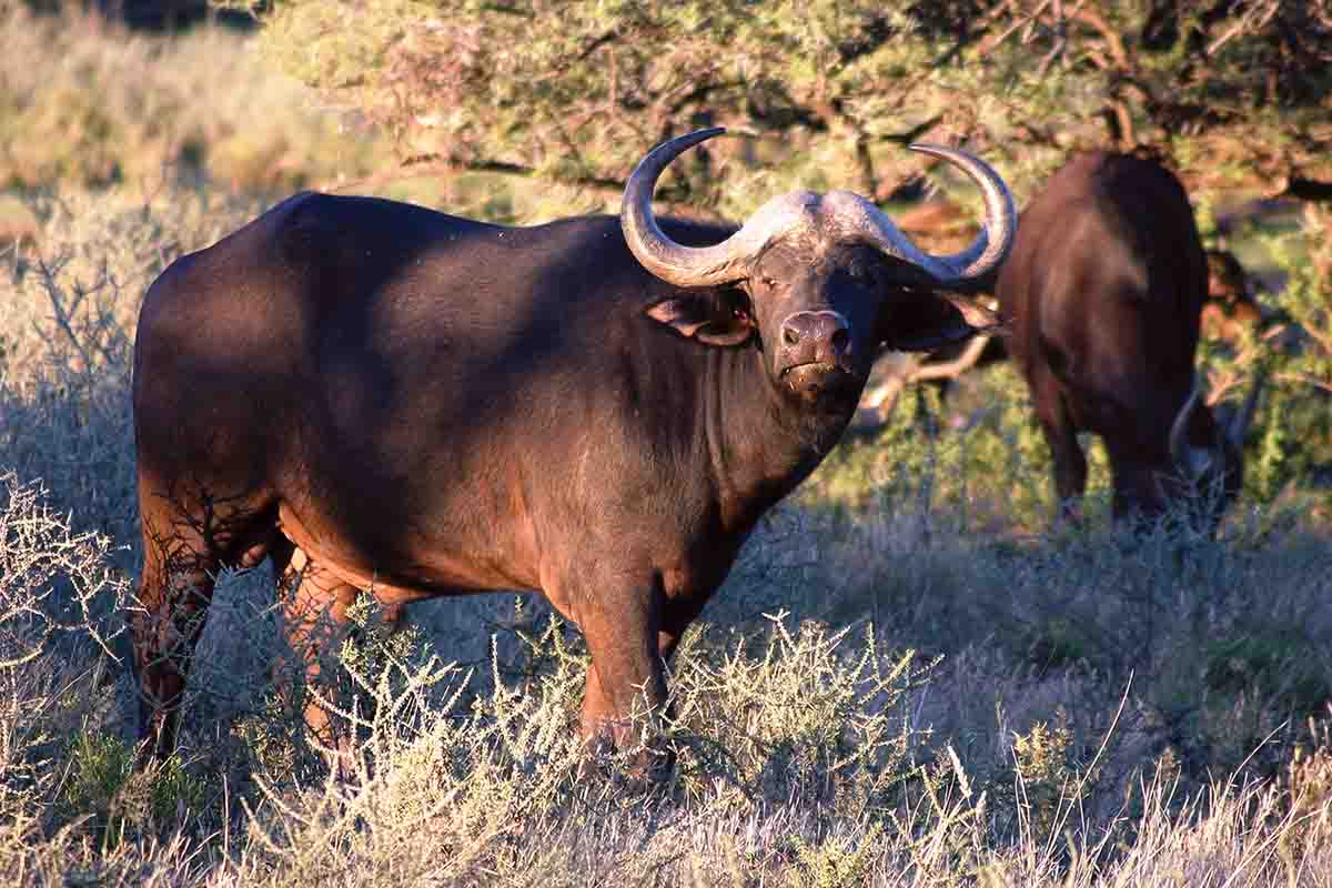 While most Americans considered the .30-06 a good elk cartridge, Ernest Hemingway also used his Griffin & Howe Springfield on dangerous-African game, including Cape buffalo.